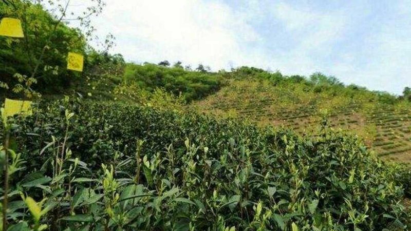 种植培训课程大纲：如何提升农业种植技能**