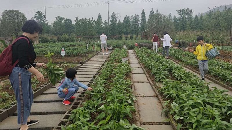 新疆水果种植：气候条件与成本考量