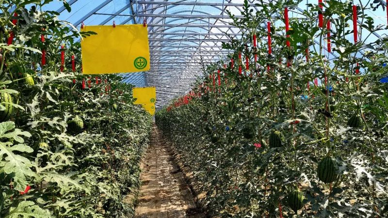 智慧农业园区设计方案：优缺点对比分析