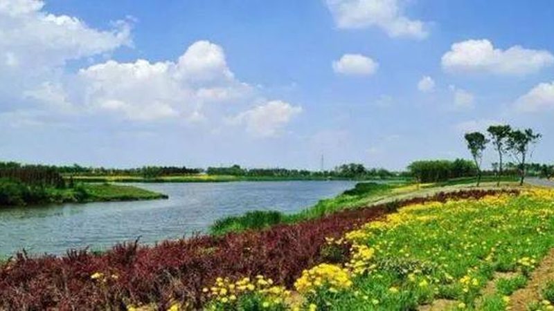 种植成本是影响每亩年收入的重要因素之一。合作社可以通过以下措施降低成本：