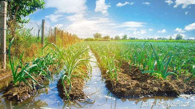大棚蔬菜种植：技术标准如何确保高效与合规**