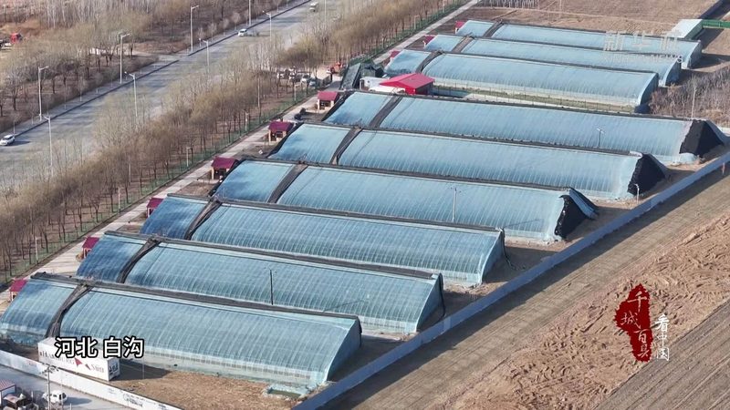 农民专业合作社联合社：助力农业规模化、品牌化发展**